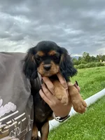 Snickers, a female Cavalier King Charles Spaniel for sale in Cañon City, CO – 2 of 3