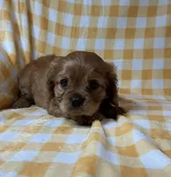 Cardinal, a female Cavalier King Charles Spaniel for sale in Cañon City, CO – 2 of 3
