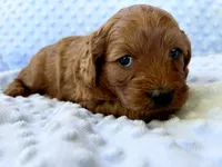 Acorn, a male Cavapoo for sale in Cañon City, CO – 3 of 3