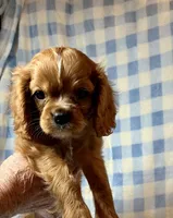 Butch, a male Cavalier King Charles Spaniel for sale in Cañon City, CO – 2 of 4