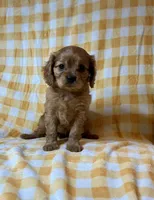 Red Sox, a female Cavalier King Charles Spaniel for sale in Cañon City, CO – 3 of 3