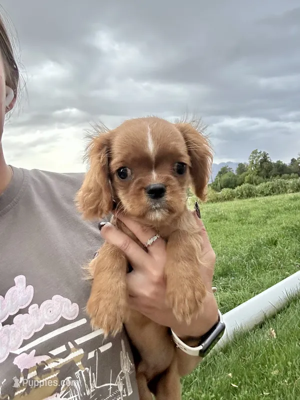 Jelly Bean – Cavalier King Charles Spaniel puppy for sale in Cañon City, CO
