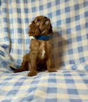 Butch, a male Cavalier King Charles Spaniel for sale in Cañon City, CO – 4 of 4