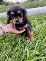 Reese, a female Cavalier King Charles Spaniel for sale in Cañon City, CO – 2 of 4