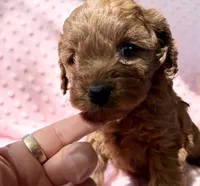 Maple, a female Cavapoo for sale in Cañon City, CO – 2 of 3