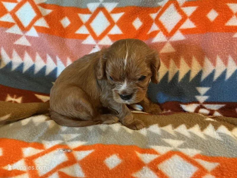 Sundance – Cavalier King Charles Spaniel puppy for sale in Cañon City, CO