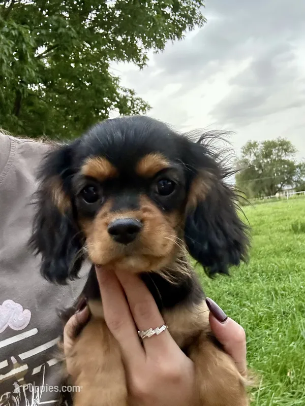 Reese – Cavalier King Charles Spaniel puppy for sale in Cañon City, CO