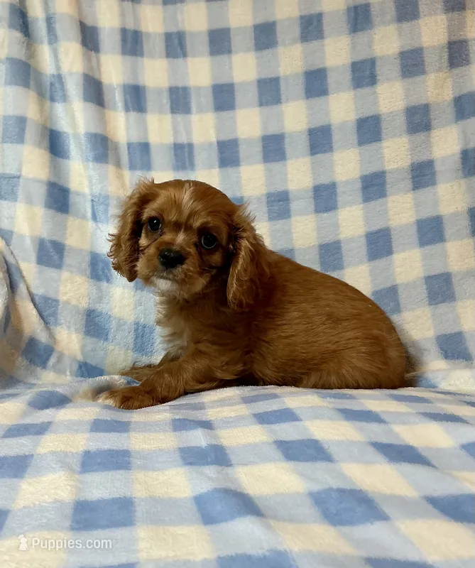 Sundance – Cavalier King Charles Spaniel puppy for sale in Cañon City, CO