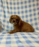 Sundance, a male Cavalier King Charles Spaniel for sale in Cañon City, CO – 1 of 3