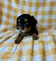 Tootsie Roll, a female Cavalier King Charles Spaniel for sale in Cañon City, CO – 3 of 3