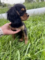 Reese, a female Cavalier King Charles Spaniel for sale in Cañon City, CO – 4 of 4