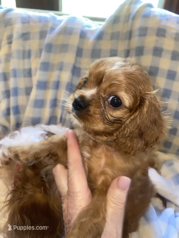 Butch – Cavalier King Charles Spaniel puppy for sale in Cañon City, CO
