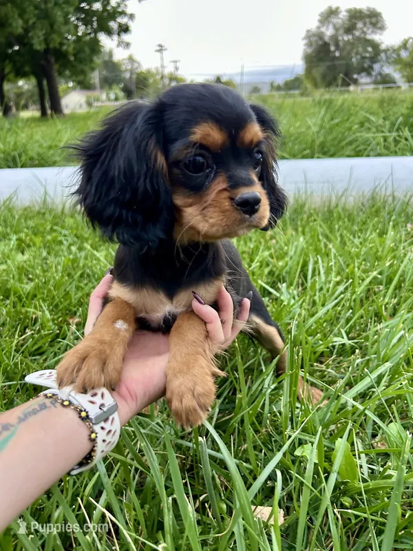 Snickers – Cavalier King Charles Spaniel puppy for sale in Cañon City, CO