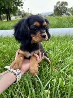Snickers, a female Cavalier King Charles Spaniel for sale in Cañon City, CO – 1 of 3