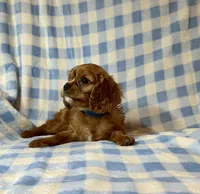 Butch, a male Cavalier King Charles Spaniel for sale in Cañon City, CO – 3 of 4
