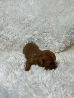Sundance, a male Cavalier King Charles Spaniel for sale in Cañon City, CO – 10 of 10