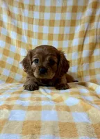 Cincinnati Red, a female Cavalier King Charles Spaniel for sale in Cañon City, CO – 2 of 4