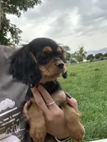 Reese, a female Cavalier King Charles Spaniel for sale in Cañon City, CO – 3 of 4