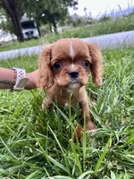 Jelly Bean, a male Cavalier King Charles Spaniel for sale in Cañon City, CO – 2 of 3