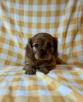 Cincinnati Red, a female Cavalier King Charles Spaniel for sale in Cañon City, CO – 3 of 4