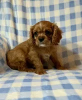 Sundance, a male Cavalier King Charles Spaniel for sale in Cañon City, CO – 3 of 3