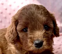 Maple, a female Cavapoo for sale in Cañon City, CO – 3 of 3
