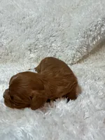 Sundance, a male Cavalier King Charles Spaniel for sale in Cañon City, CO – 4 of 10