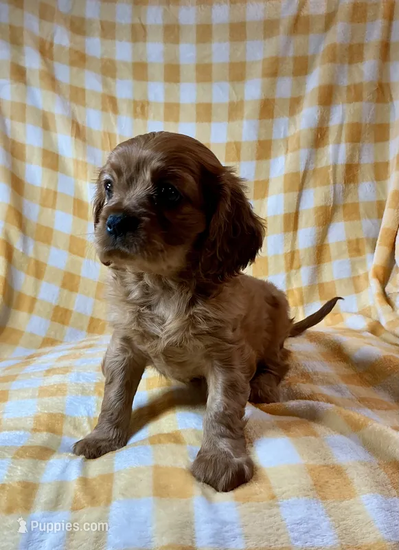 Cincinnati Red – Cavalier King Charles Spaniel puppy for sale in Cañon City, CO