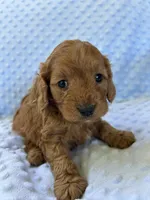Cider, a male Cavapoo for sale in Cañon City, CO – 3 of 3