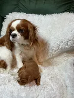 Butch, a male Cavalier King Charles Spaniel for sale in Cañon City, CO – 3 of 5