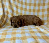 Cincinnati Red, a female Cavalier King Charles Spaniel for sale in Cañon City, CO – 4 of 4