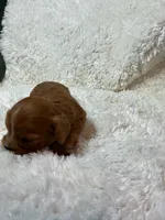 Sundance, a male Cavalier King Charles Spaniel for sale in Cañon City, CO – 6 of 10