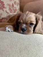 Don Juan, a male Cavalier King Charles Spaniel for sale in Cañon City, CO – Photo 2 of 7