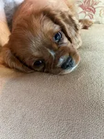 Don Juan, a male Cavalier King Charles Spaniel for sale in Cañon City, CO – Photo 3 of 7