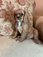 Don Juan, a male Cavalier King Charles Spaniel for sale in Cañon City, CO – Photo 1 of 7