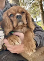 Don Juan, a male Cavalier King Charles Spaniel for sale in Cañon City, CO – Photo 2 of 4