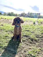 Don Juan, a male Cavalier King Charles Spaniel for sale in Cañon City, CO – Photo 4 of 4
