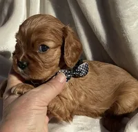 processed/ed73f404-57ac-4a2b-8874-c3ac3d0d258c/listing/86b8c87e-ab92-4e40-9642-52fab6e5eb2e/a472cf75-382c-42a7-ba71-dbac1716d94b