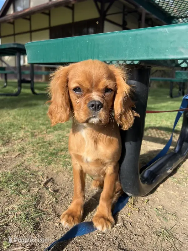 Don Juan – Cavalier King Charles Spaniel puppy for sale in Cañon City, CO