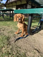 Don Juan, a male Cavalier King Charles Spaniel for sale in Cañon City, CO – Photo 3 of 4