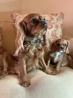 Don Juan, a male Cavalier King Charles Spaniel for sale in Cañon City, CO – Photo 4 of 7