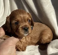 processed/ed73f404-57ac-4a2b-8874-c3ac3d0d258c/listing/86b8c87e-ab92-4e40-9642-52fab6e5eb2e/e5e9fde5-041f-4cae-a78d-49e57fb9a7ea