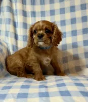Sundance, a male Cavalier King Charles Spaniel for sale in Cañon City, CO – 2 of 3