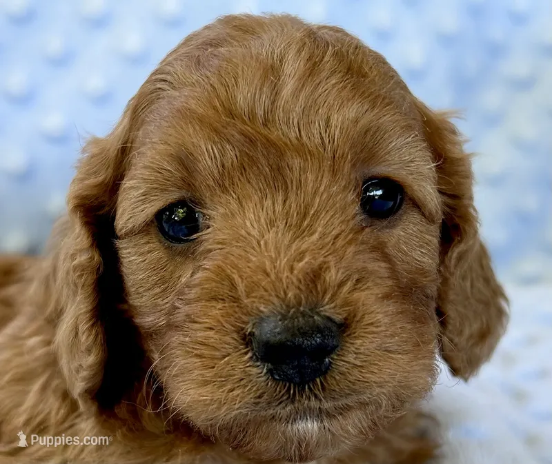 Cider – Cavapoo puppy for sale in Cañon City, CO