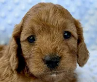 Cider, a male Cavapoo for sale in Cañon City, CO – 1 of 3