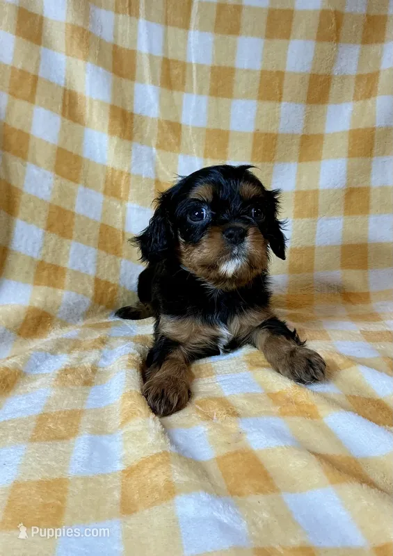 Tootsie Roll – Cavalier King Charles Spaniel puppy for sale in Cañon City, CO