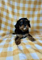 Tootsie Roll, a female Cavalier King Charles Spaniel for sale in Cañon City, CO – 1 of 3
