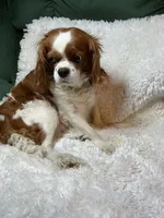 Sundance, a male Cavalier King Charles Spaniel for sale in Cañon City, CO – 8 of 10