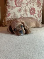 Casanova, a male Cavalier King Charles Spaniel for sale in Cañon City, CO – Photo 4 of 6