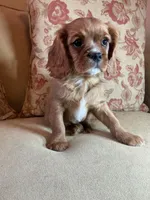 Casanova, a male Cavalier King Charles Spaniel for sale in Cañon City, CO – Photo 3 of 6